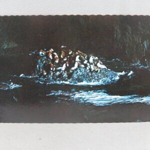 Vintage Postcard - Sea Lion Cluster Sea Lion Caves Oregon - Continental Card